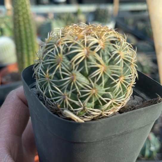 完全开放实生儒衣