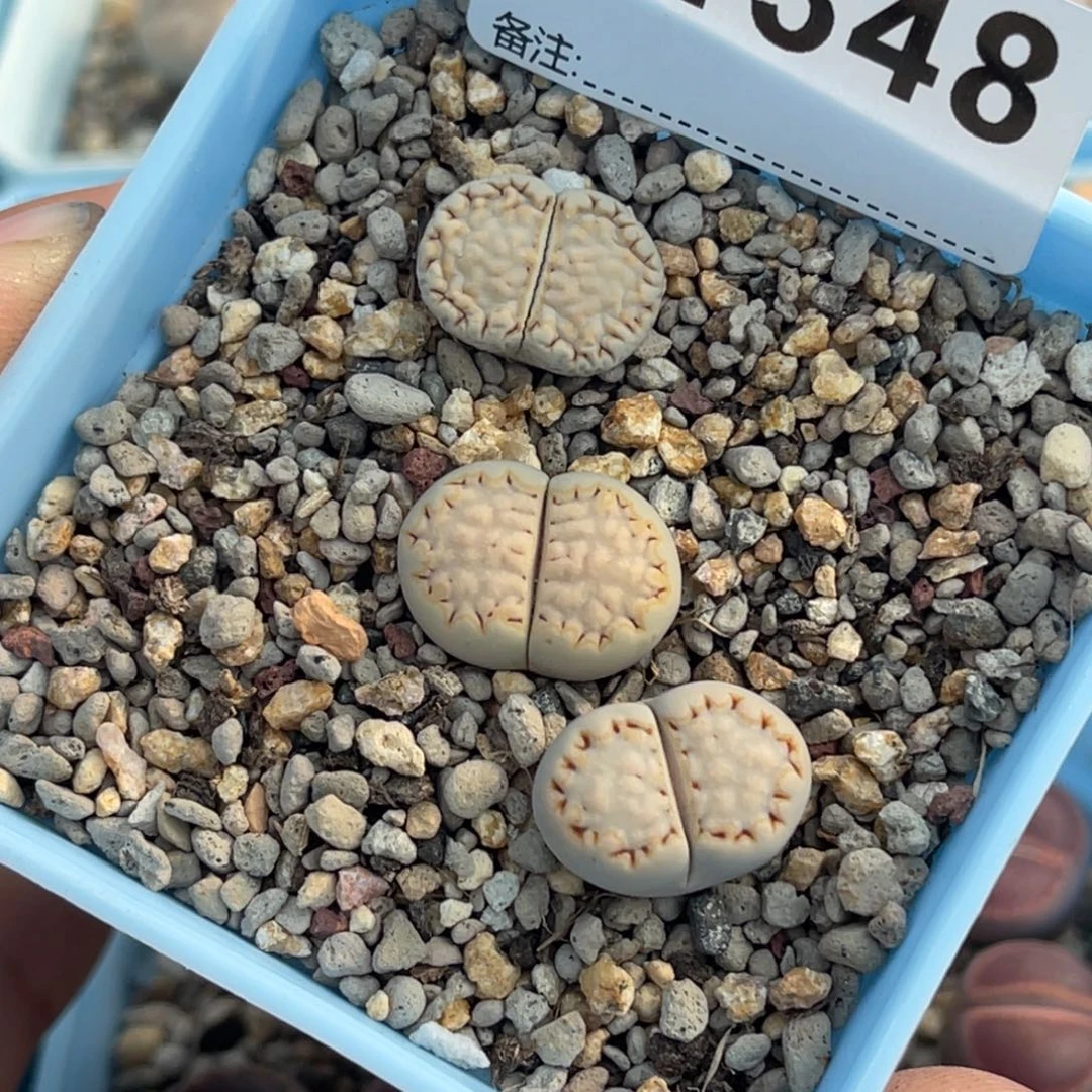 1348金边216饼干3尺寸1.8