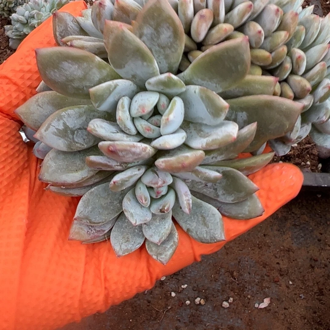 H***姐睡觉咯恶魔不游泳