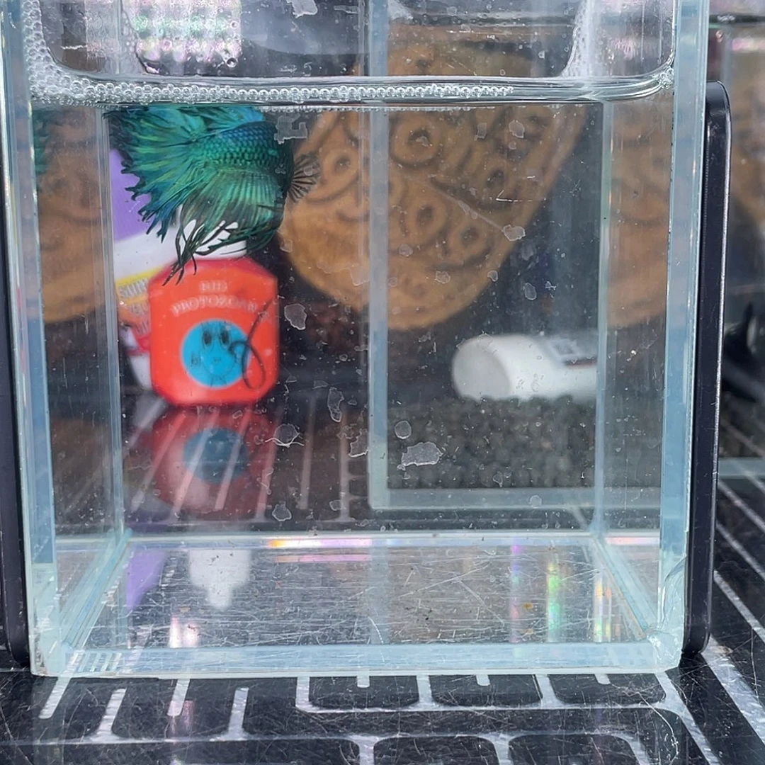 斗鱼17号1124早绿毒