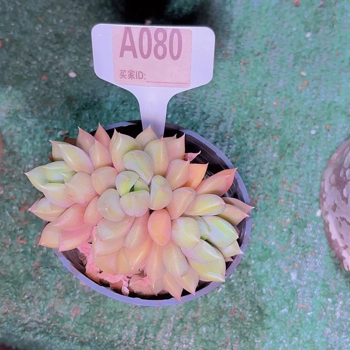 温**铃象牙一物一拍A080...