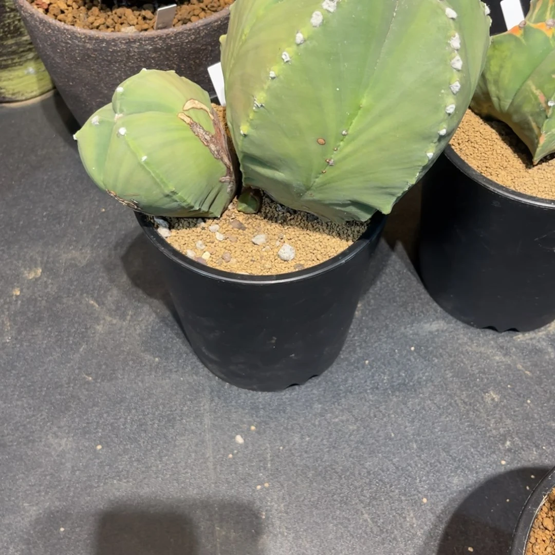 小***宇完全开放哈哈哈哈哈哈哈哈哈哈哈