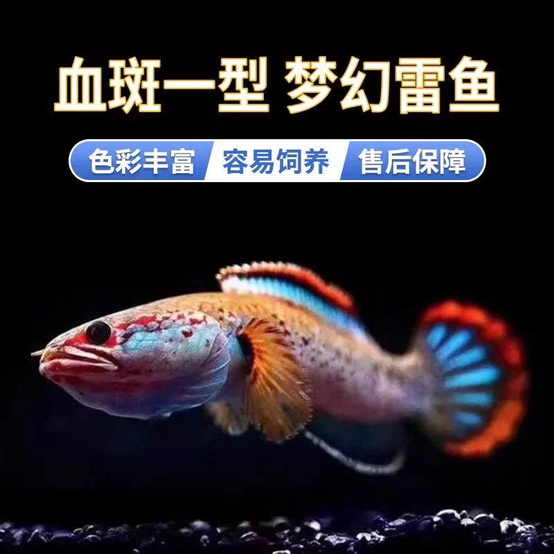 梦幻血斑一型雷龙鱼 冰火雷龙 色彩艳丽 饲养简单