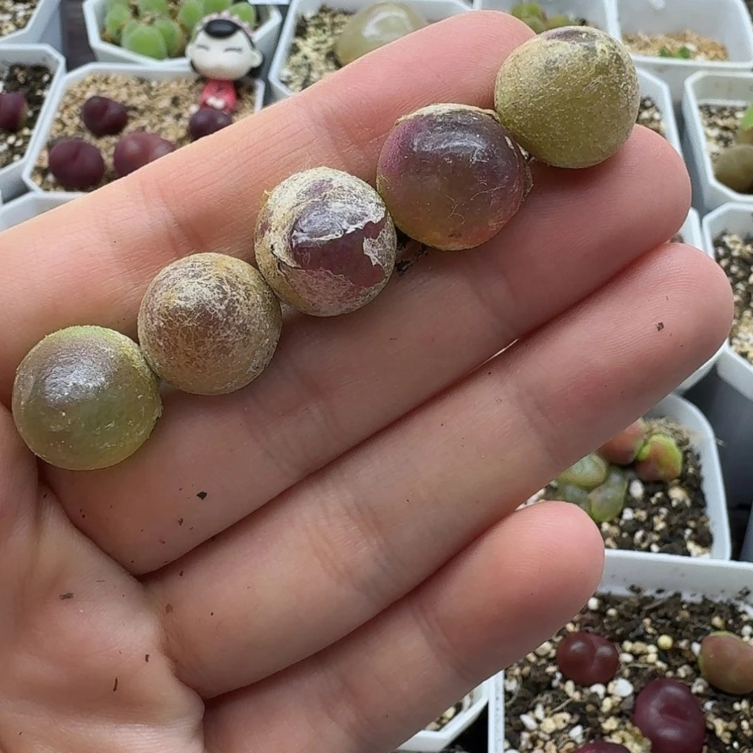 老马生石花灯泡2501
