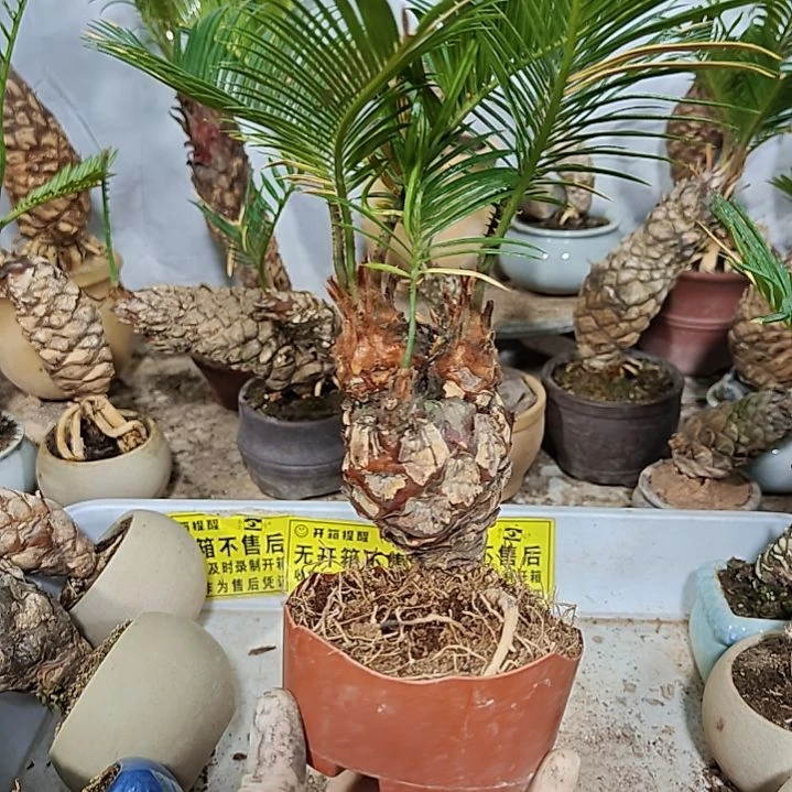 蔡***无花朵白鳞铁盆景基地价