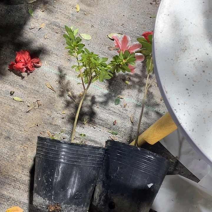 子***建完全开放58012棵树