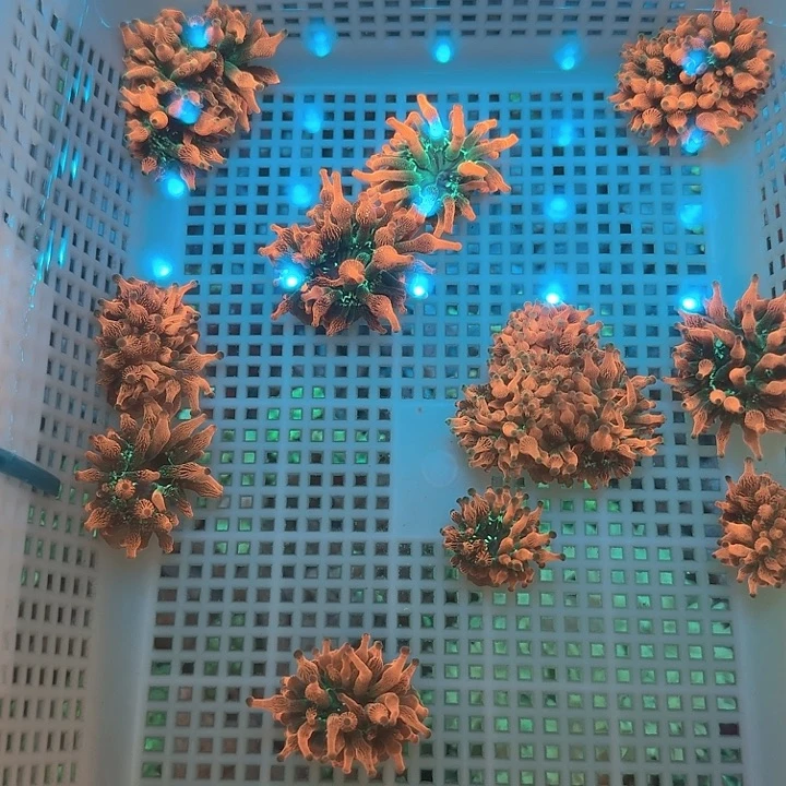 李***勇纽扣珊瑚红奶11111