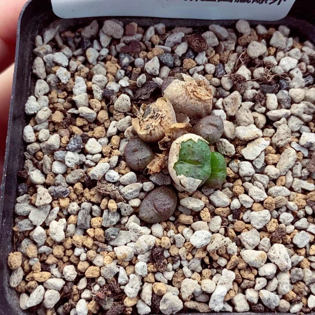 5182。