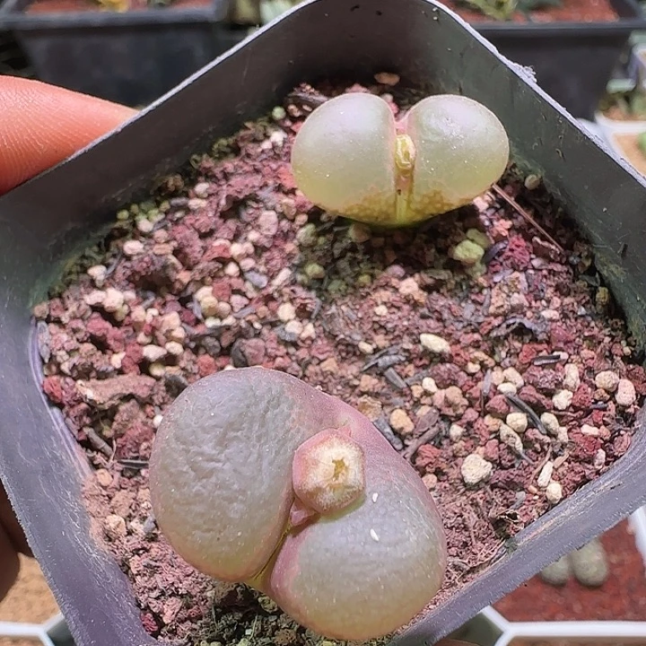 哈哈哈哈哈哈哈。164