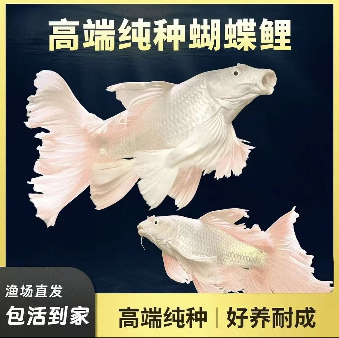 蝴蝶鲤纯种石膏白龙头贵妃体观赏鱼淡水精品活体16~18尺寸