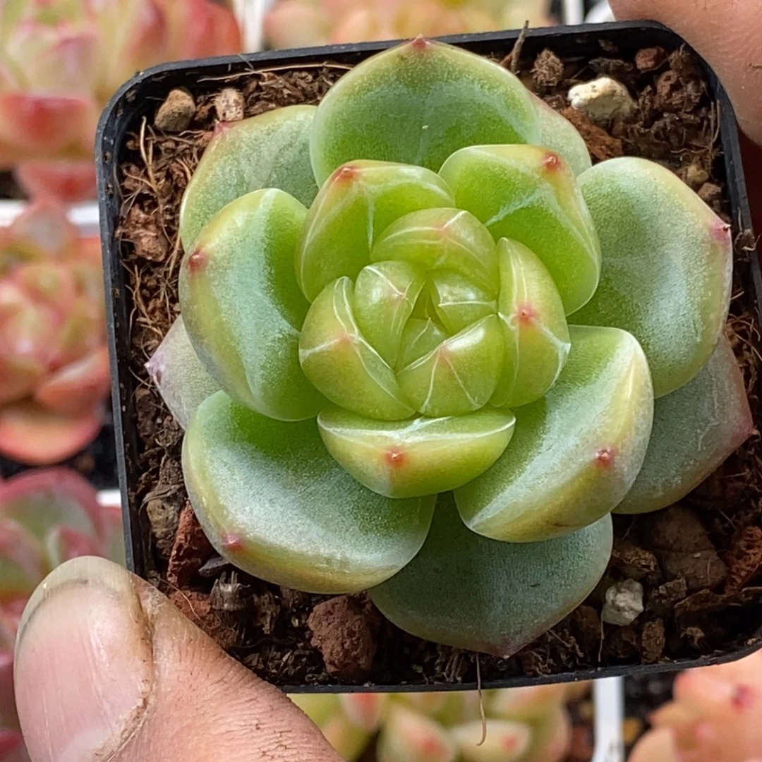 天官赐福百无禁忌