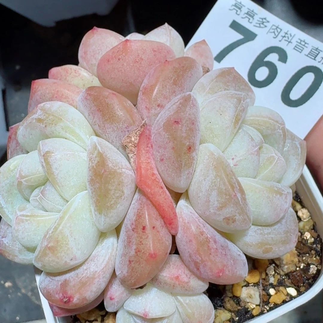 冰玉群生整装无砍