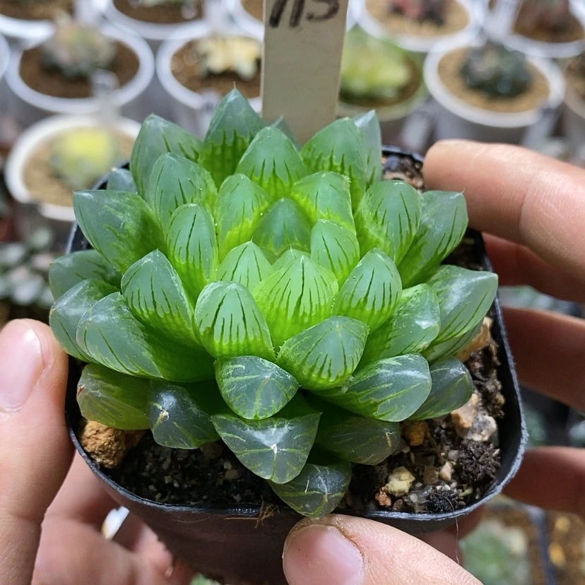 【闪购商品】115龙鳞