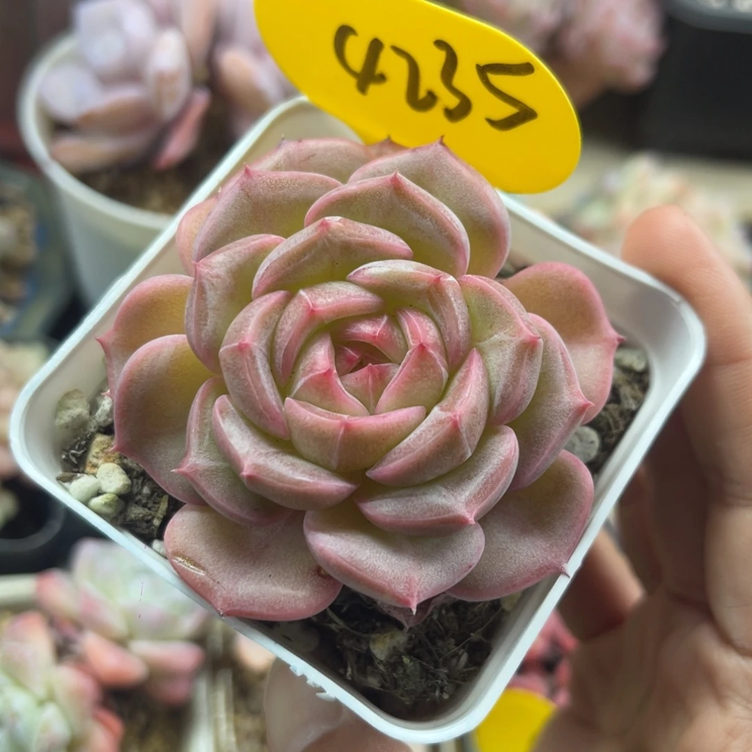 东云珍妮单头4235