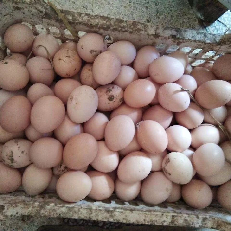 【土鸡蛋】湖南湘西农家自种赶集直播蔬菜水果山货土货干货新鲜辣椒