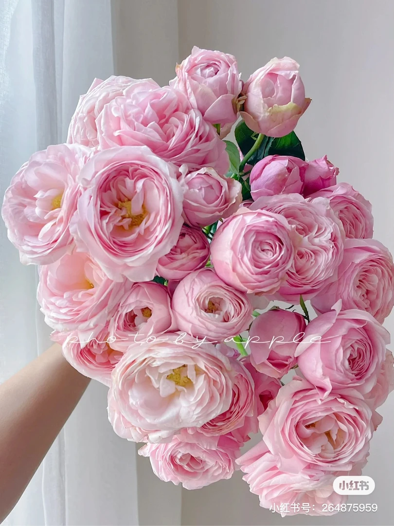【玫瑰】粉希尔瓦 任拍三单顺丰空运包邮鲜切花家居花店插花