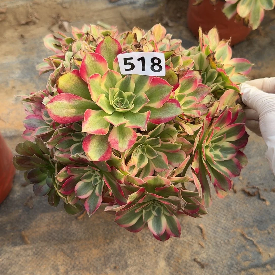 有点弯根布加迪518