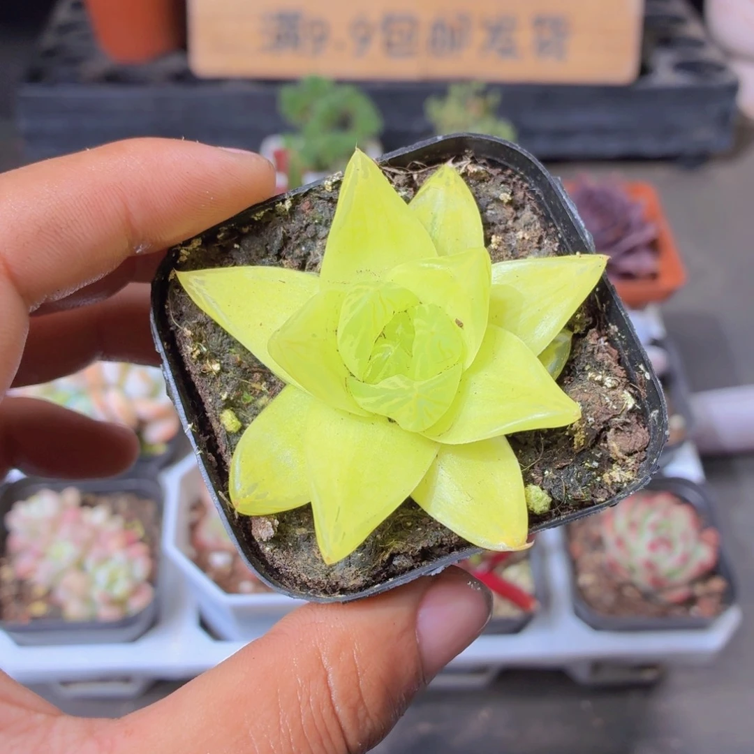 黄金玉露多肉9.9包邮发货