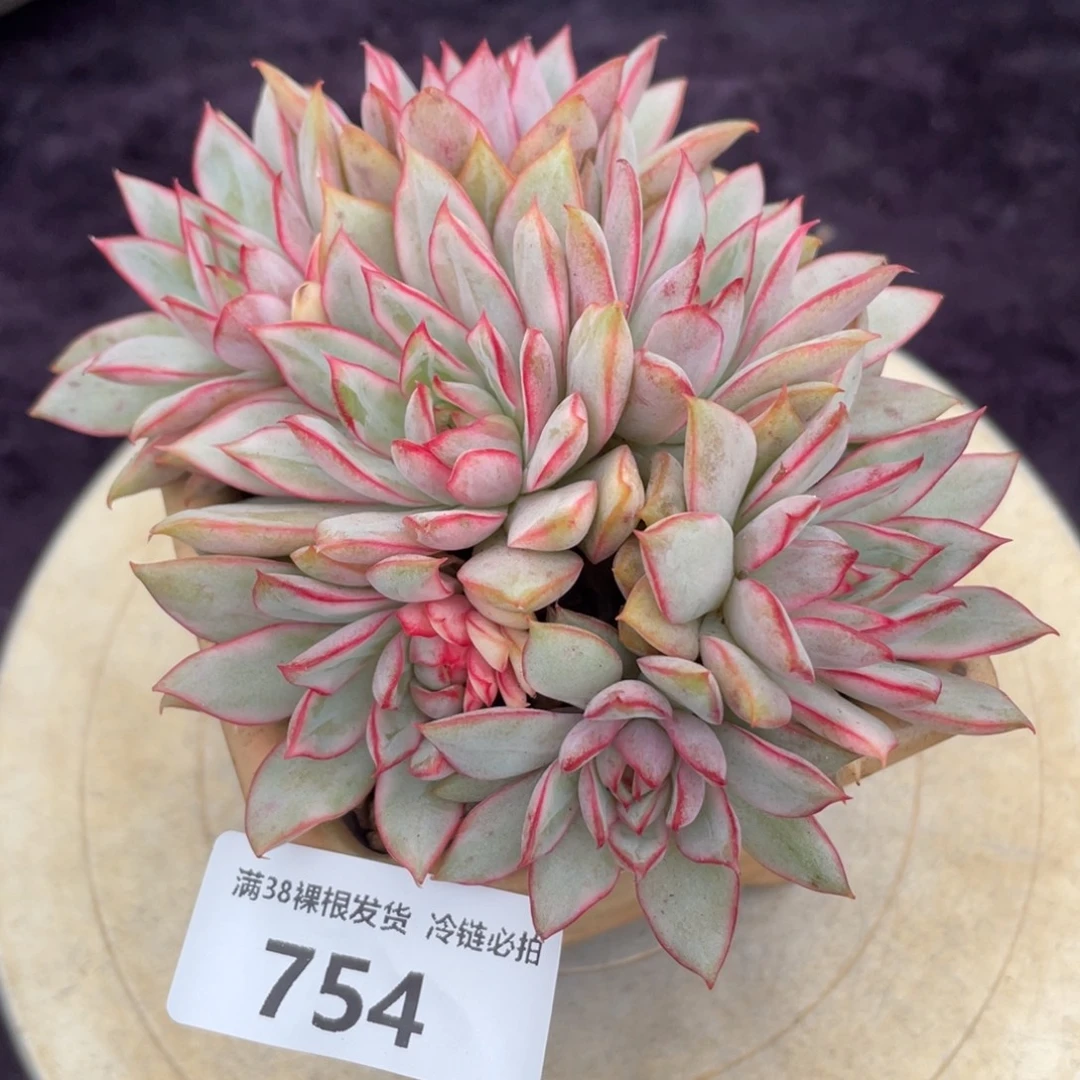 754宝莲灯锦群生多肉植物