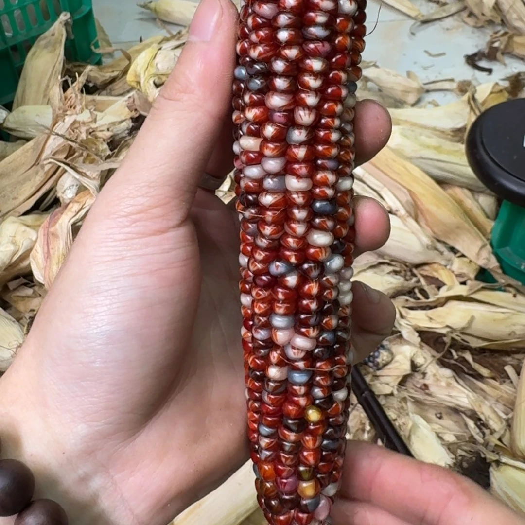 柏香籽/百香籽吊坠米*