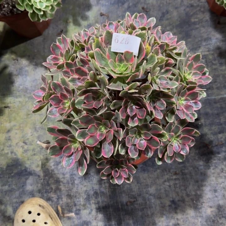 000000000000628浣纱