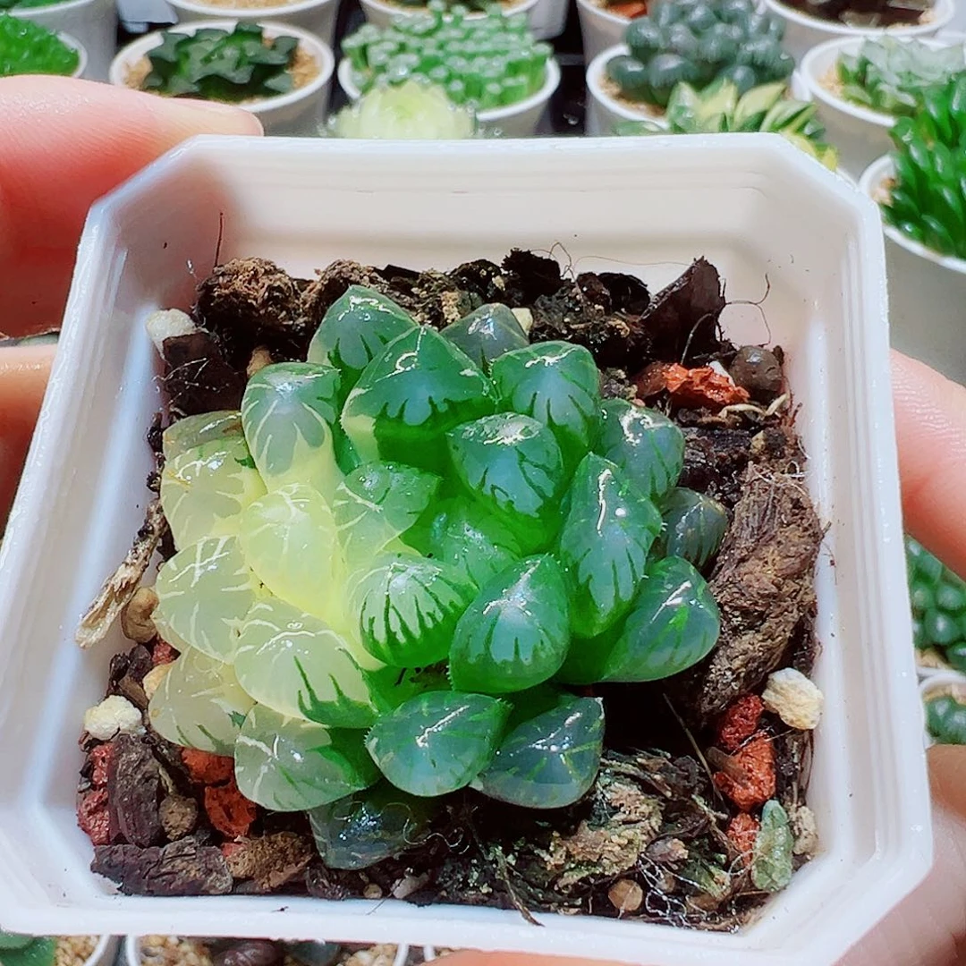 直播间，冰灯玉露锦，30