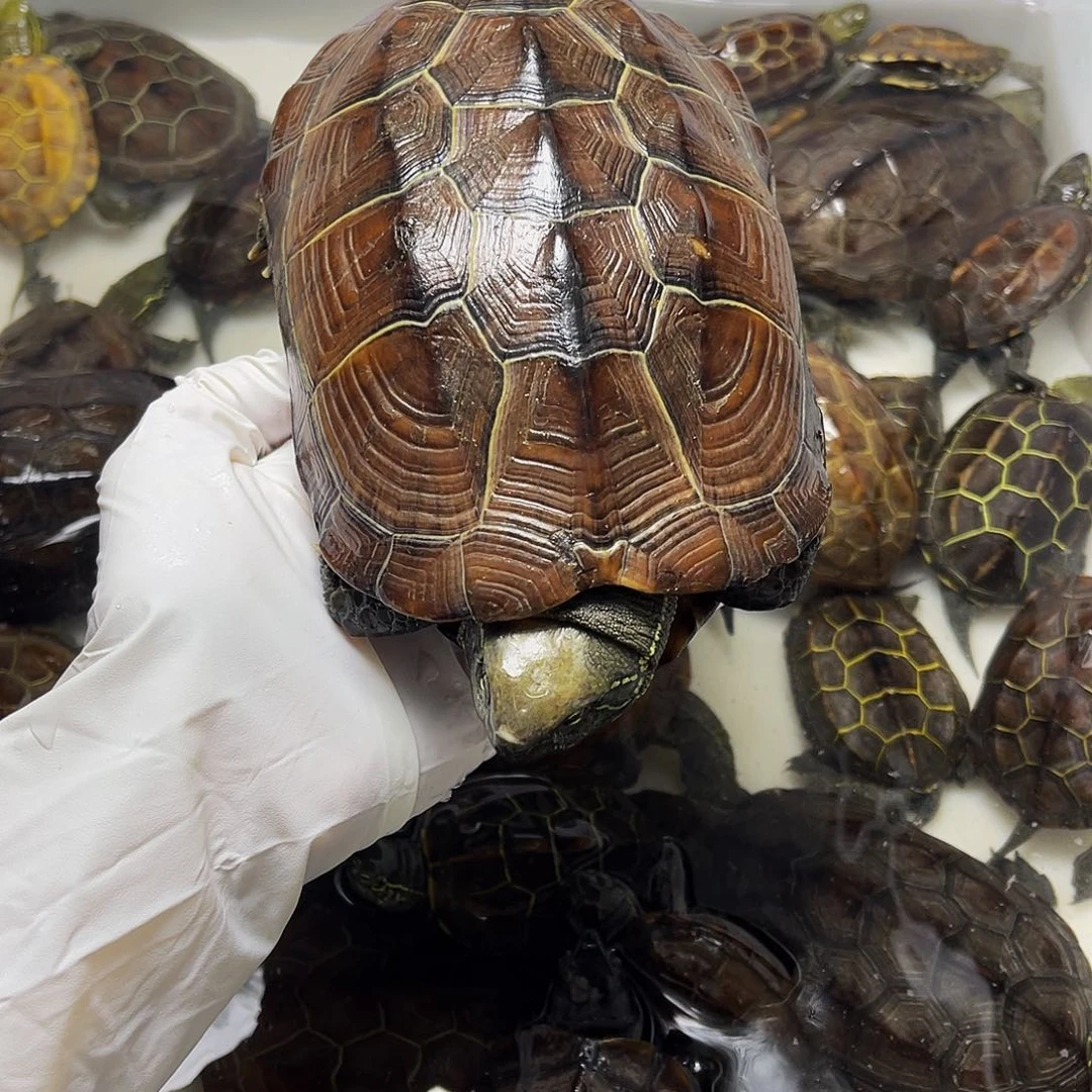 晴***天中华草龟公母搭配2237999