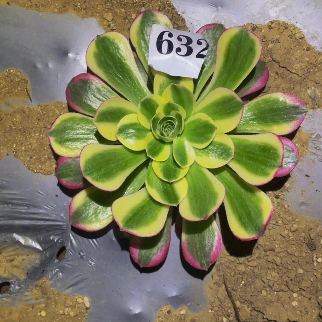 镜花水月多肉植物632