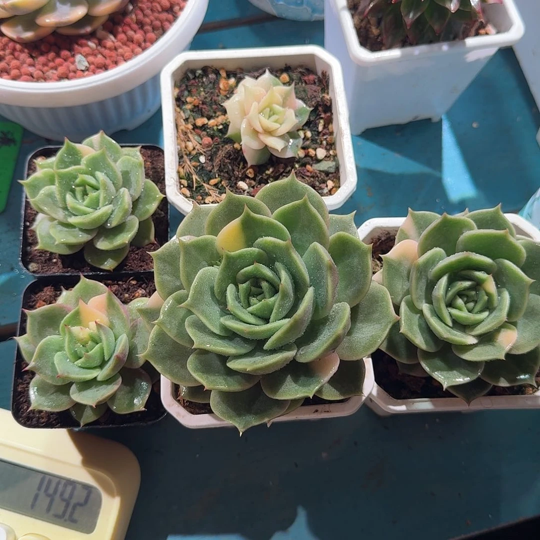 ?****?贝加尔湖锦，多肉植物