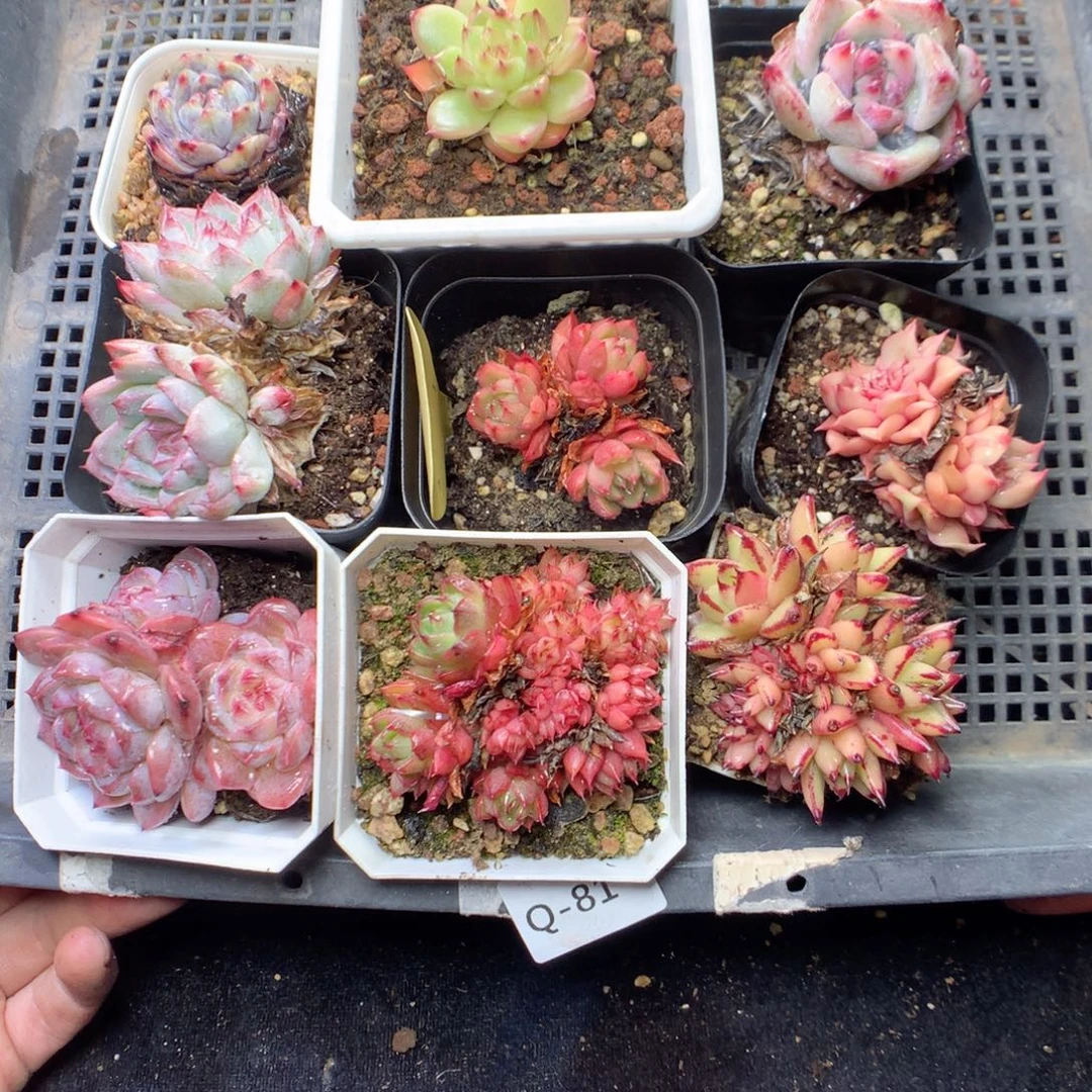 无花朵Q81。yyyyyyyyyy