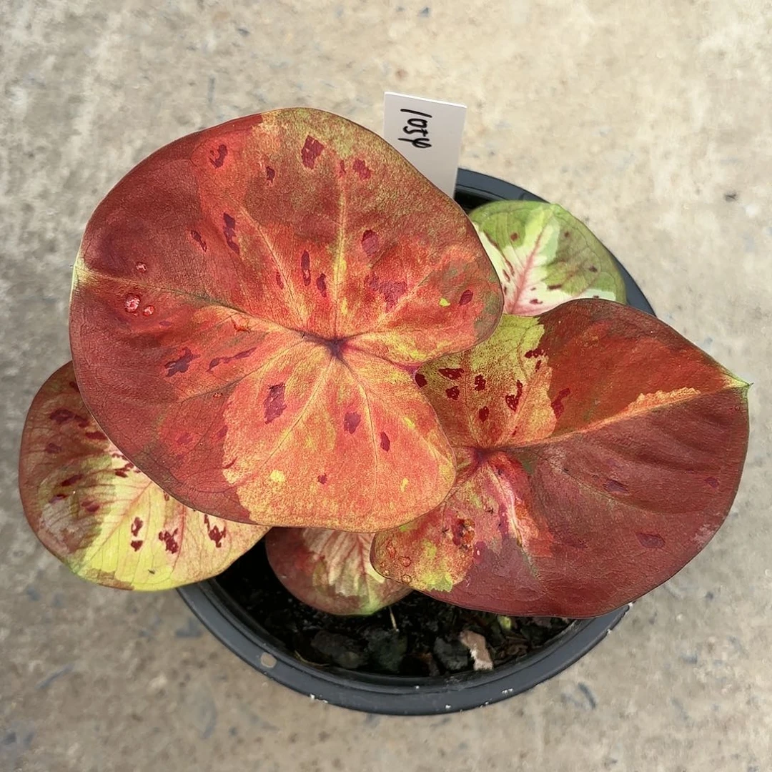 1054-0122moonlight彩叶芋泰国发货