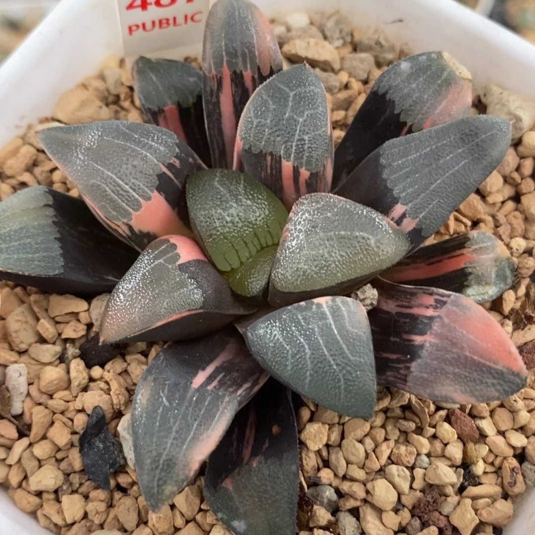 487和田玉克锦一物一拍