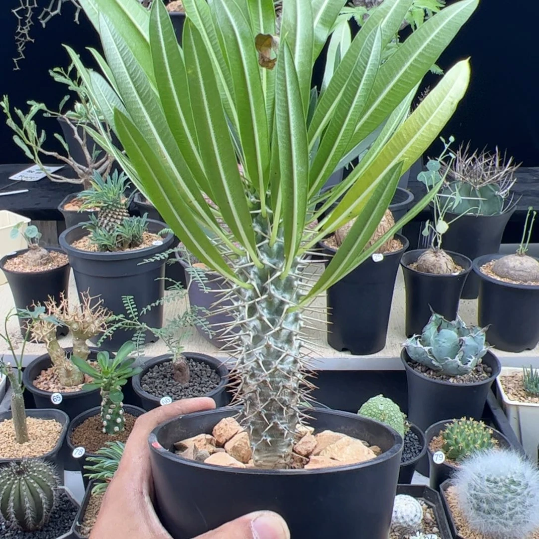 霸王树一物一拍脱土发