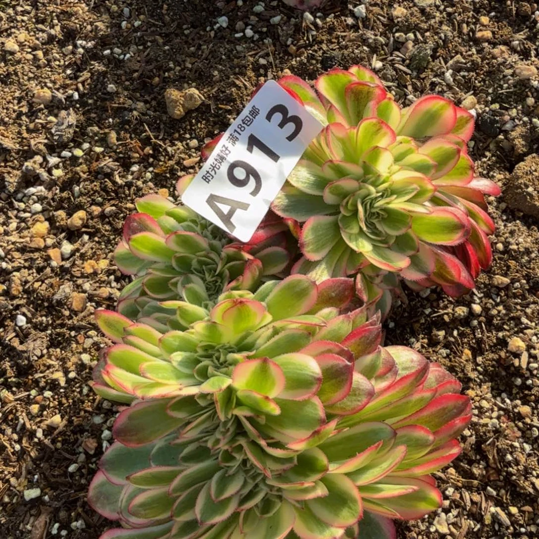 913荔枝缀化。多肉植物