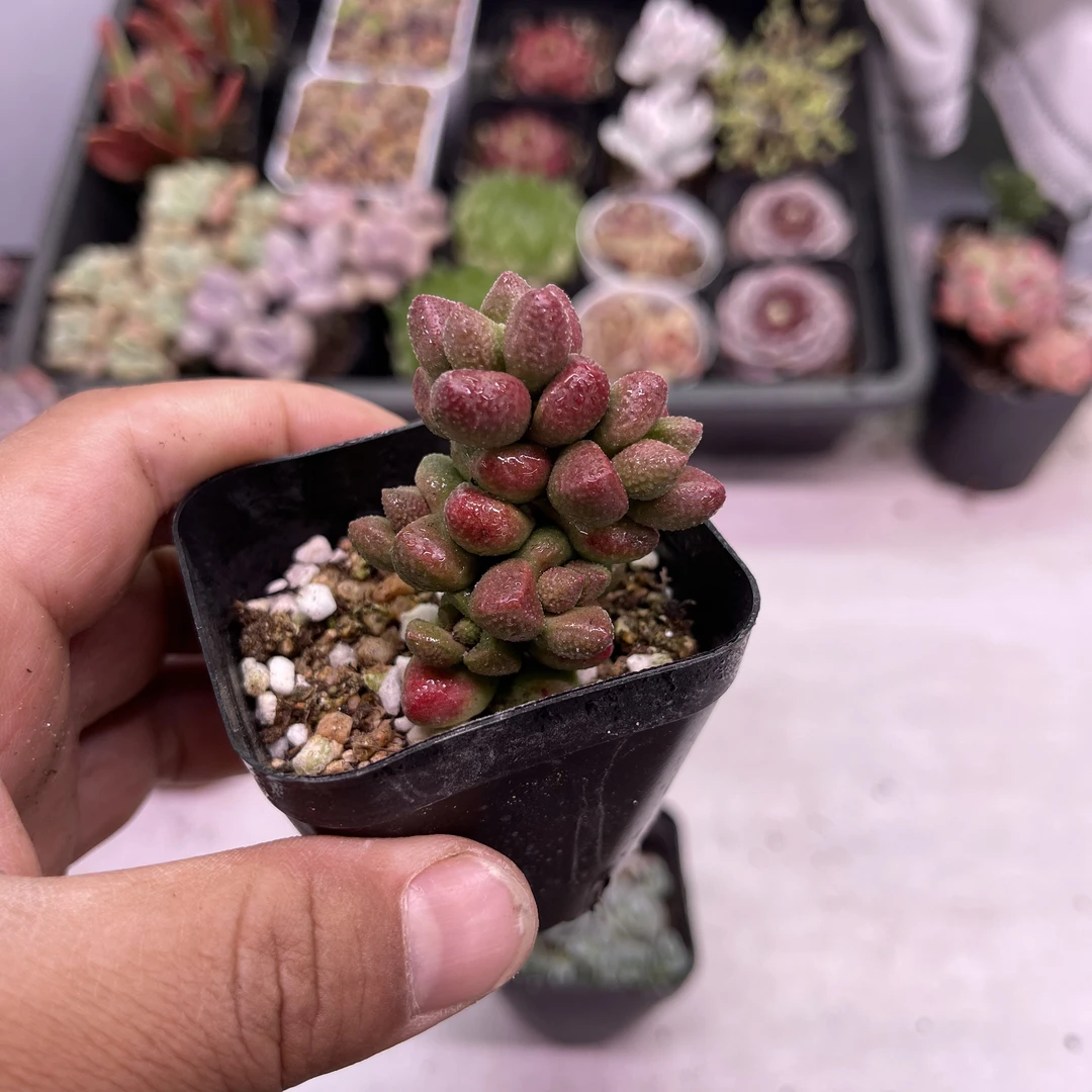 （满9.9元包邮）脱土寿桃4厘米左右多肉植物