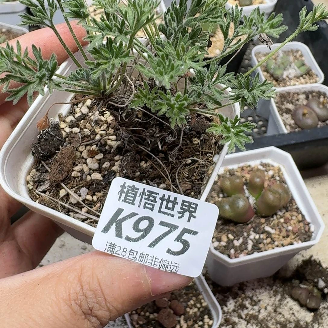 多肉植物的润泽的人生