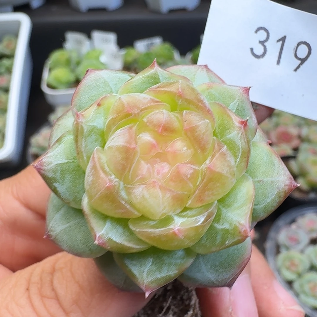 一物一拍一物一拍918-319