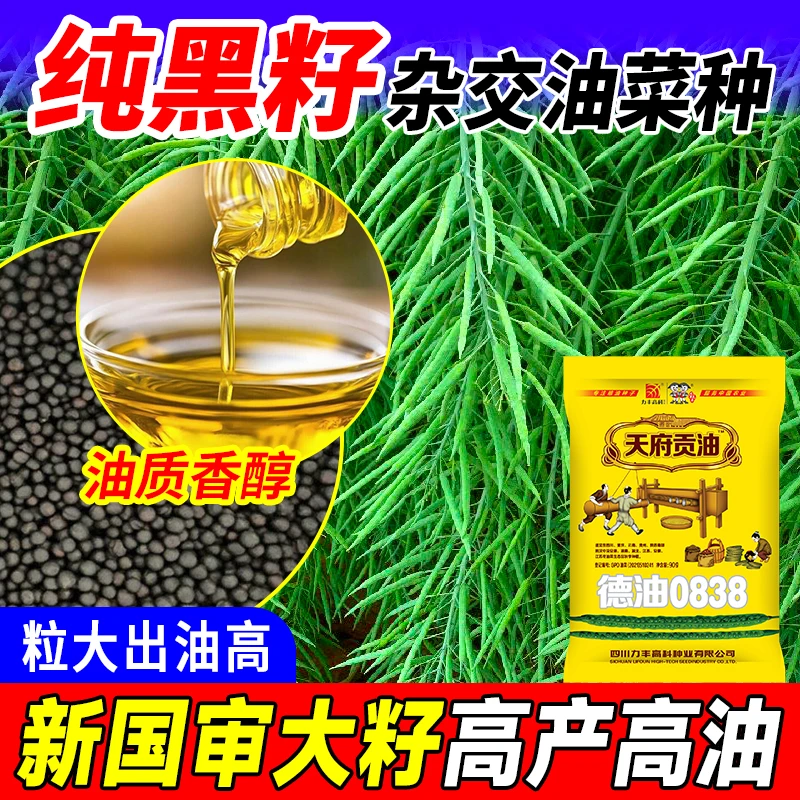 天府贡油【德油0838】一代杂交高产高品质油菜种子油菜籽 100g/袋