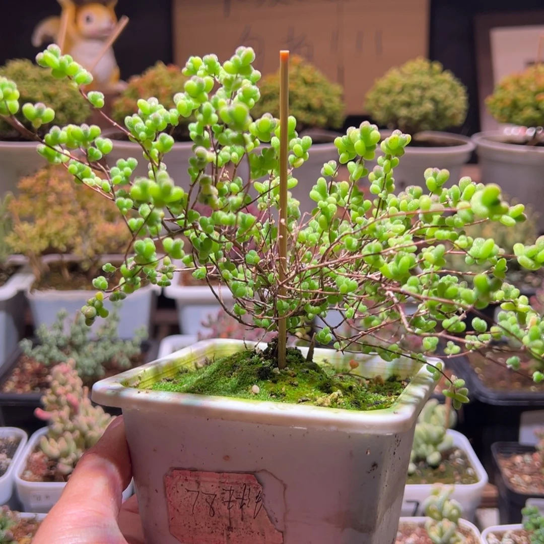 218莱斯锦一物一拍包开箱
