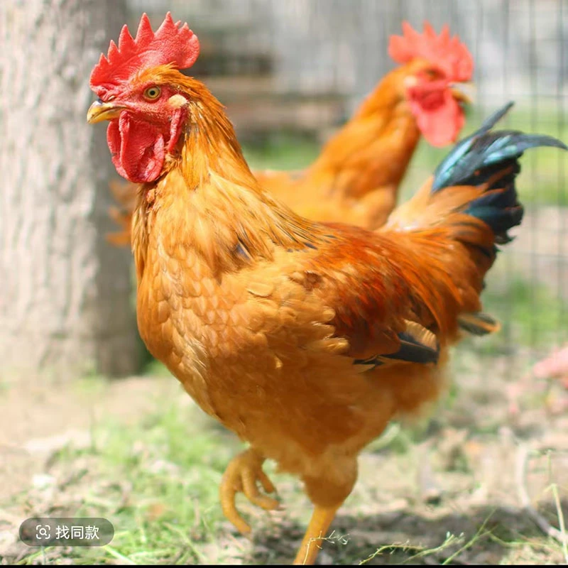 散养土公鸡 宠物鸡 两只包邮 【均重4斤】