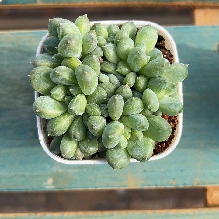 九头青璃叶插群111111