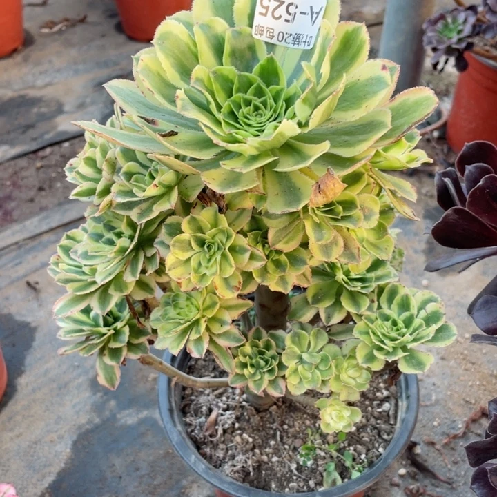 525白兰地多肉12345789