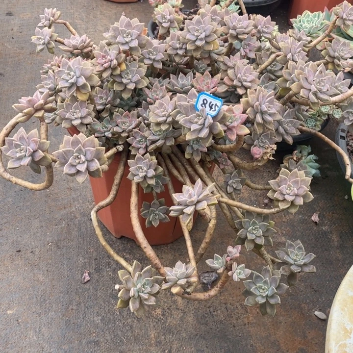 845阿伦培 一物一拍多肉