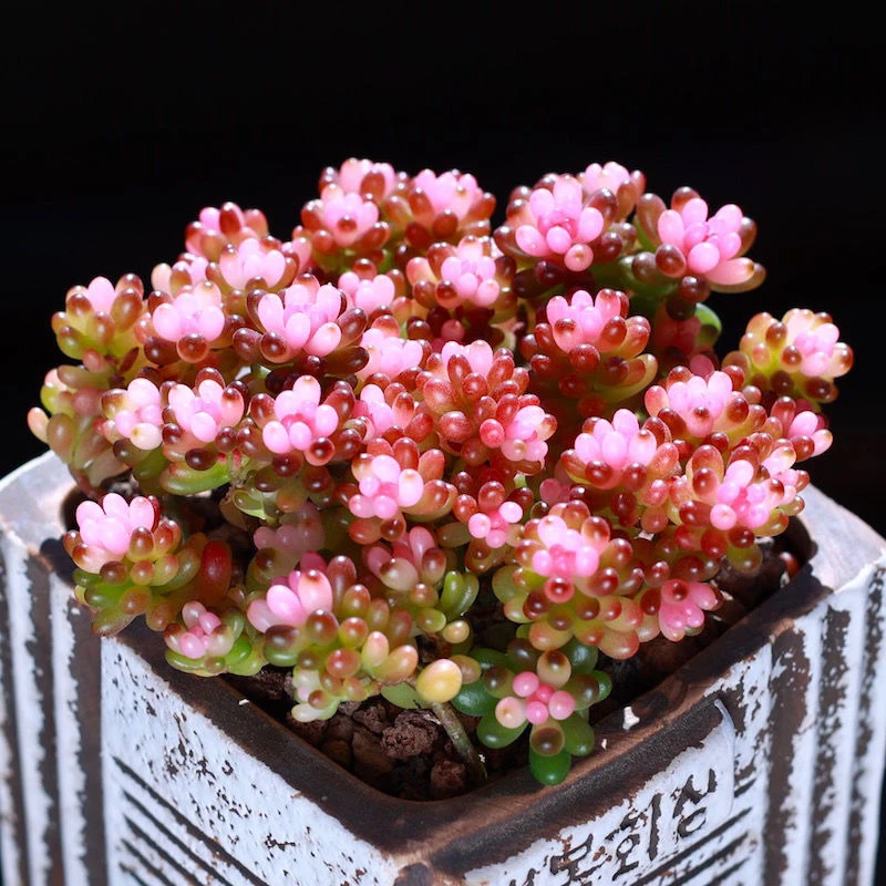 【满9.9包邮】七彩龙珠6.5cm盆带盆土多肉植物以直播间介绍为主