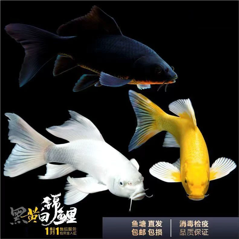 1-100渔场直销普身包邮包活