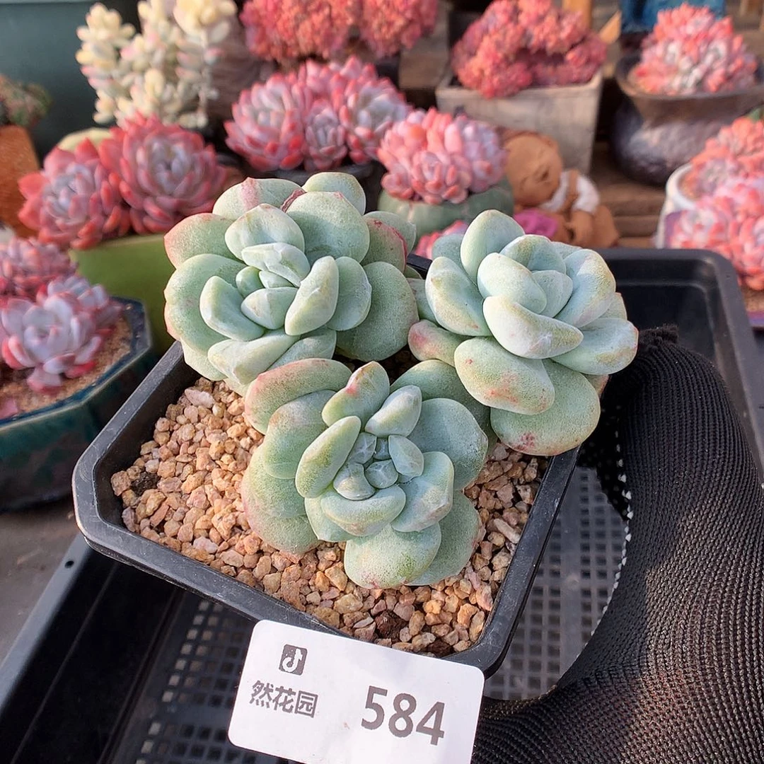 月****584星影加冰玉石化多肉植物