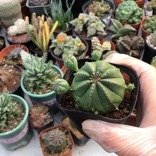 风***曲无花朵5609带盆土