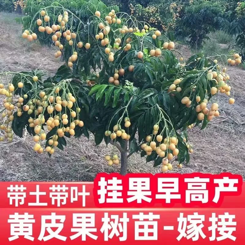 冰糖黄皮果树苗香蜜黑黄皮紫肉黄皮鸡心黄皮冰糖无核黄皮嫁接苗