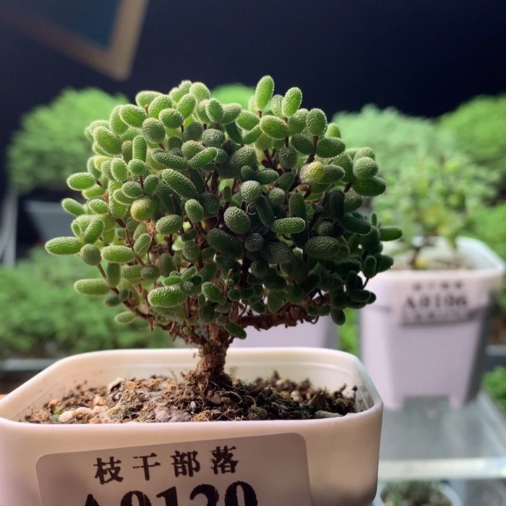 0120。蜜橘糖球。