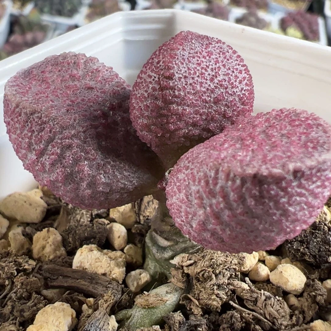 实生新品单头纯木质桩多肉植物